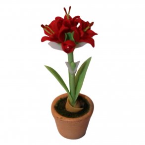 Amaryllis i urtepotte